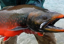 Fly-fishing Picture of Arctic Char shared by Nick Laferriere – Fly dreamers