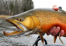 Nick Laferriere 's Fly-fishing Catch of a Tiger Trout – Fly dreamers 