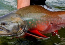 Nick Laferriere 's Fly-fishing Image of a Arctic Char – Fly dreamers 