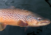 Nick Laferriere 's Fly-fishing Photo of a Brown trout – Fly dreamers 