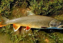 Nick Laferriere 's Fly-fishing Pic of a Lake trout – Fly dreamers 