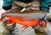 Nick Laferriere 's Fly-fishing Picture of a Arctic Char – Fly dreamers 