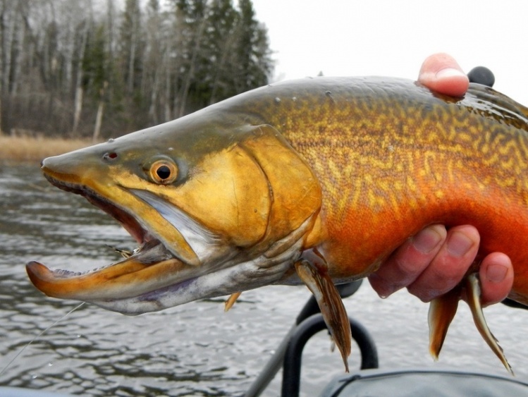 Beauty, coloured up male Tiger Trout from Twin Lakes in the parkland region of Western, MB.