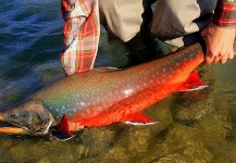 Nick Laferriere 's Fly-fishing Photo of a Arctic Char – Fly dreamers 