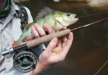  Foto de Pesca con Mosca de Perca Europea compartida por Ben Hohnke – Fly dreamers