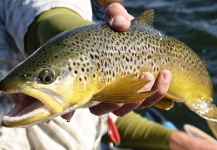 Fly-fishing Image of Brown trout shared by Antonio Rovira – Fly dreamers