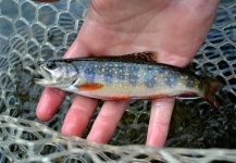 Fly-fishing Picture of Brook trout shared by Adipose Fly – Fly dreamers