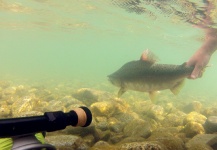 Fly-fishing Pic of Pink salmon shared by Andrew Hardingham – Fly dreamers 