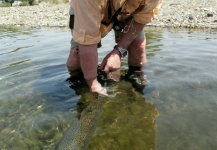 Sweet Fly-fishing Situation of Brown trout - Photo shared by Gonzalo Flego – Fly dreamers 