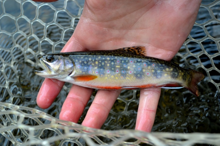 These little guys are fun on the 2wt.