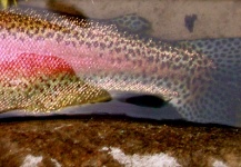 Beautiful Trout