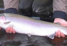 Steelhead