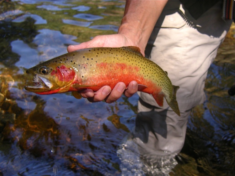Mature Male Westslope Cutthroat trout on Northern Idaho