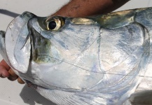 Francisco Rosario 's Fly-fishing Pic of a Tarpon – Fly dreamers 