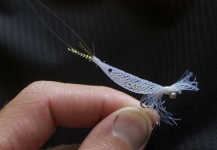 Interesting Fly-tying Picture by Francisco Rosario 