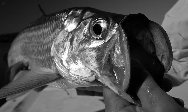 Baby tarpon from Puerto Rico