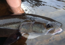 Masanori Sarai 's Fly-fishing Photo of a Taimen – Fly dreamers 