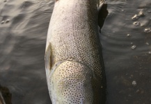 Masanori Sarai 's Fly-fishing Pic of a Japanese Hucho – Fly dreamers 