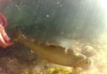 Fly-fishing Pic of Cutthroat shared by Andrew Hardingham – Fly dreamers 