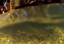 Good Fly-fishing Situation Photo by Andrew Hardingham 