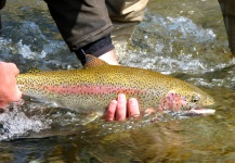  Captura de Pesca con Mosca de Trucha arcoiris por Brian Michelotti Kirk Hoover – Fly dreamers