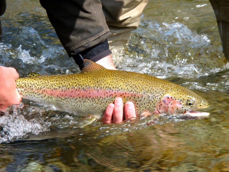 Rainbow trout fly fishing in Alaska