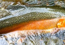 Fly-fishing Picture of Rainbow trout shared by Brian Michelotti Kirk Hoover – Fly dreamers