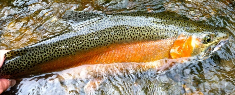 Rainbow trout