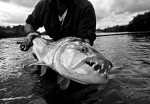  Fotografía de Pesca con Mosca de Tigerfish compartida por Felipe Morales – Fly dreamers