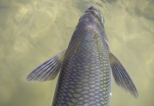  Captura de Pesca con Mosca de Pejerrey por Rio Dorado Lodge – Fly dreamers