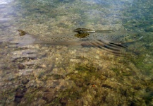 Alberto Lara Equihua 's Fly-fishing Photo – Fly dreamers 