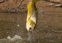 Fabian Anastasio 's Fly-fishing Image of a Golden Dorado – Fly dreamers 