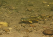 Fabian Anastasio 's Fly-fishing Image of a Golden Dorado – Fly dreamers 