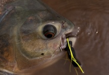 Fly-fishing Pic of Pacu shared by Fabian Anastasio – Fly dreamers 