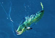 Fly-fishing Pic of Dorado - Mahi Mahi shared by Arturo Monetti – Fly dreamers 