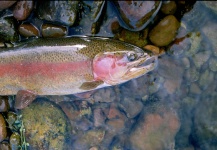  Una Genial foto de Pesca con Mosca por Jimbo Busse