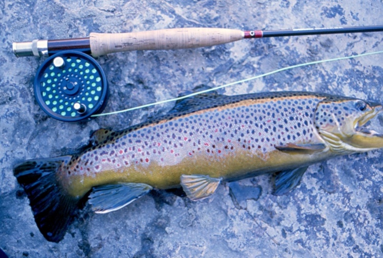 North Platte Brown