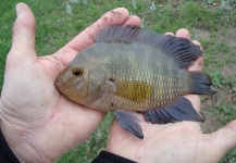 Fly-fishing Image of Chameleon Cichlid shared by Teotimo Becu – Fly dreamers
