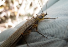  Mira esta Genial fotografía de Entomología y Pesca con Mosca de Gonzalo Flego – Fly dreamers