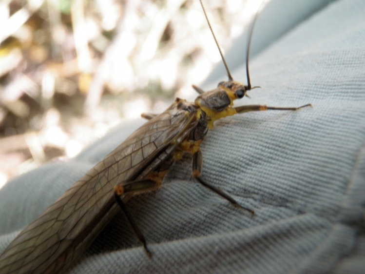 big Chimehuin River stone fly