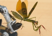  Excelente Fotografía de Atado de moscas compartida por Adrian Garcia – Fly dreamers