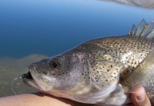  Fotografía de Pesca con Mosca de Perca por Jessica Campos – Fly dreamers 