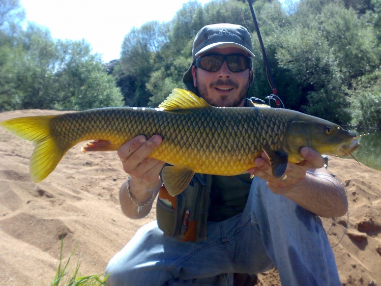 Hembra de barbo gitano