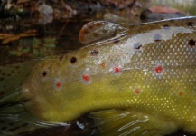 Fly-fishing Photo of English trout shared by Gonzalo Flego – Fly dreamers 