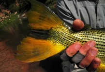 Fly-fishing Image of Golden Dorado shared by Leandro Coutteret – Fly dreamers