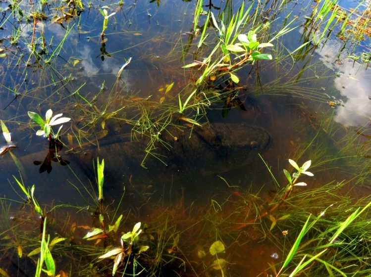 Hoplia malabaricus (tarucha o taraira) en su nido, en una laguna cerca de Arroyo Dulce (Bs As).