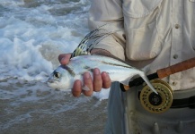 Claus Donath 's Fly-fishing Pic of a Roosterfish – Fly dreamers 