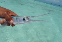 Mario Capovía Del Cet 's Fly-fishing Image of a Needlefish – Fly dreamers 
