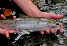 Sam Brost-Turner 's Fly-fishing Photo of a Sea-Trout – Fly dreamers 