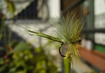  Otra Excelente fotografía de Antonio Luis Gahete – Fly dreamers